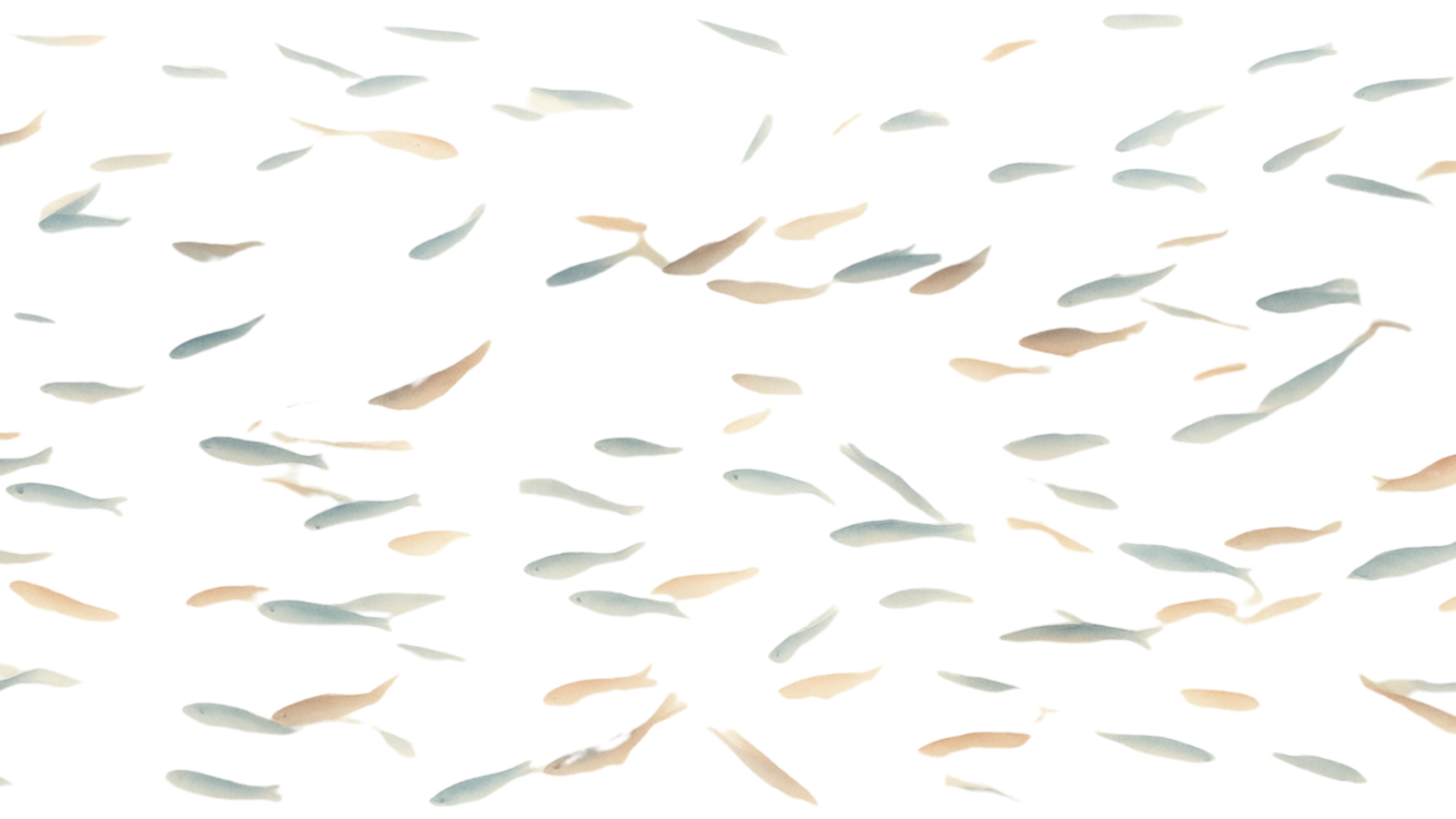 salmon PDRN