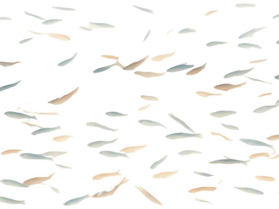 salmon PDRN